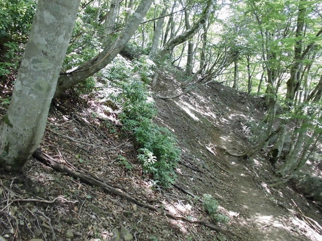 buna038.jpg