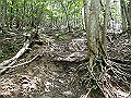 buna043_thumb.png