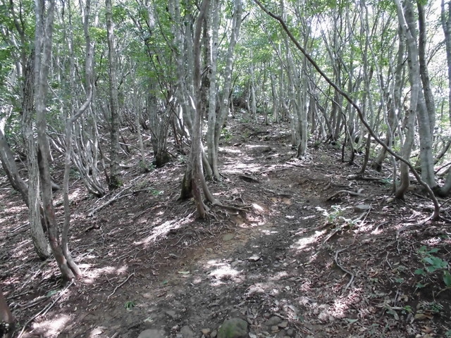 buna044.jpg