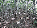buna044_thumb.png