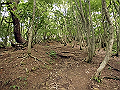 buna045_thumb.png