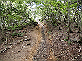 buna046_thumb.png