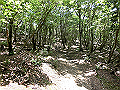 buna048_thumb.png