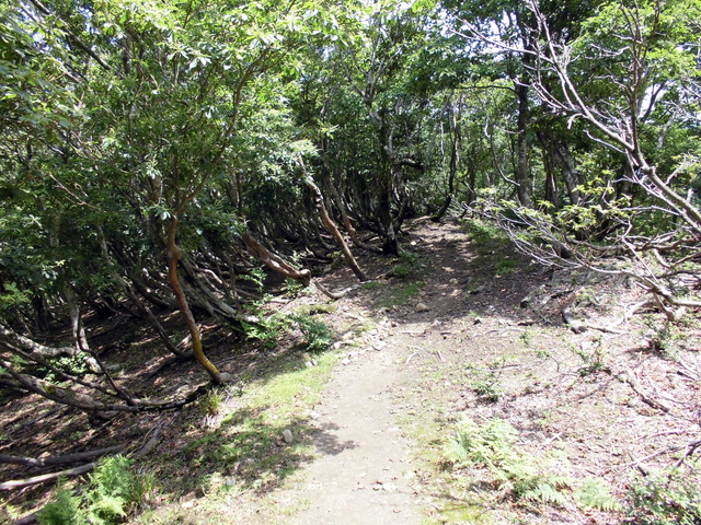 buna058.jpg