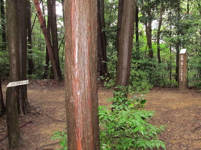 daimonji30.jpg