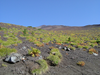 fuji08_thumb.png