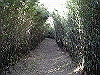 kintoki098_thumb.png