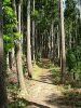 kumano70_thumb.png