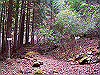 kuratake08_thumb.png