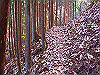 kuratake11_thumb.png