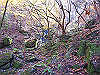 kuratake15_thumb.png