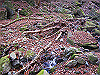kuratake22_thumb.png