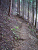 kuratake31_thumb.png