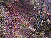 kuratake37_thumb.png