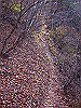 kuratake38_thumb.png