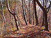 kuratake52_thumb.png