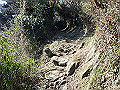 oogusu067_thumb.png