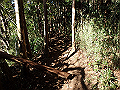 oogusu075_thumb.png