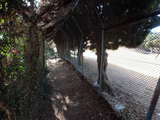 oogusu165.jpg