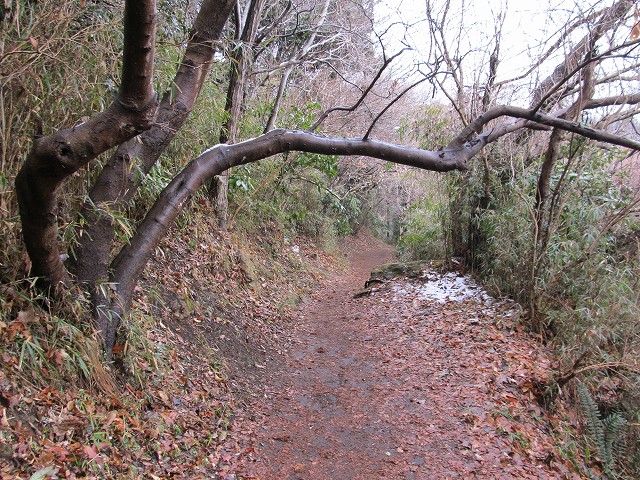 tenen53.jpg