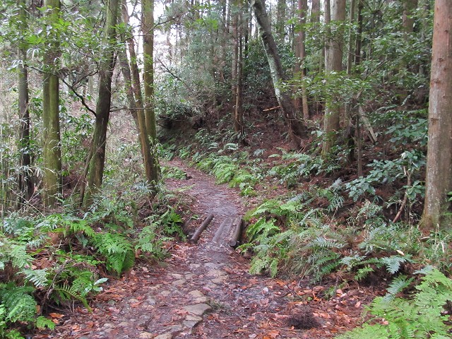 tenen75.jpg