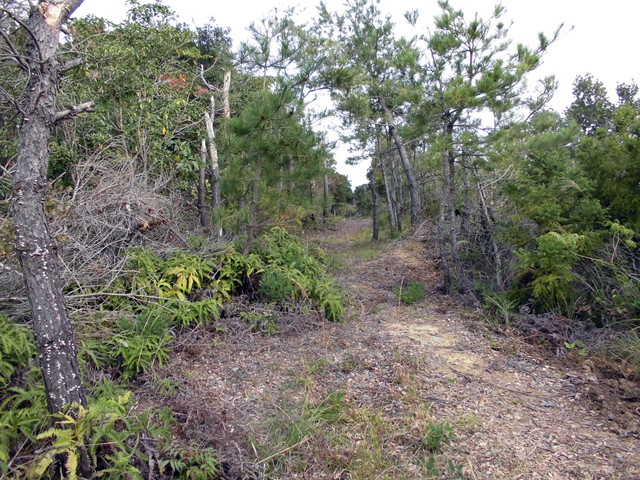 tbangai_037.jpg
