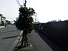 tbangai_174_thumb.png