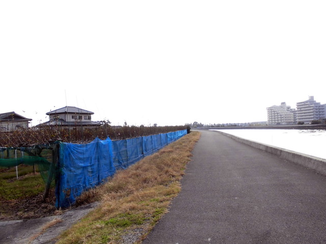tbangai_220.jpg