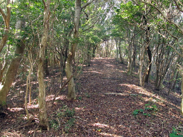 t01_230.jpg