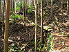 t10_050_thumb.jpg