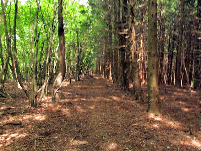 t10_194.jpg
