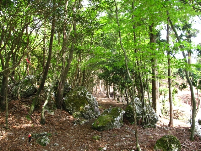 t10_200.jpg