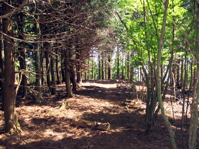 t10_208.jpg