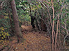 t12_110_thumb.jpg