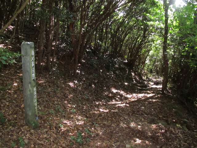 t17_100.jpg