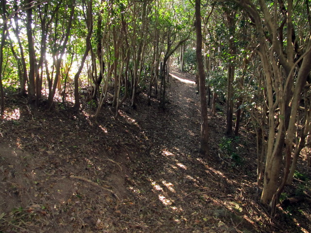 t20_111.jpg