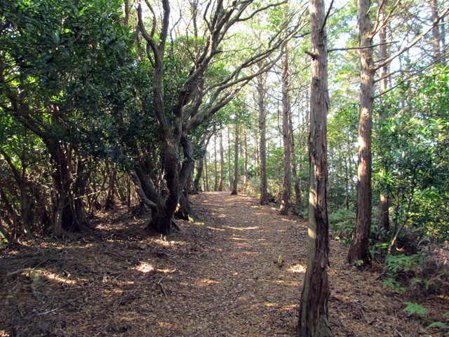 t20_137.jpg