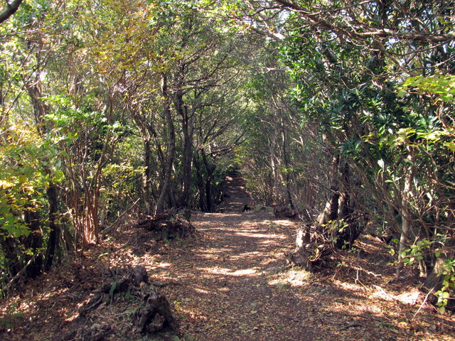 t20_194.jpg