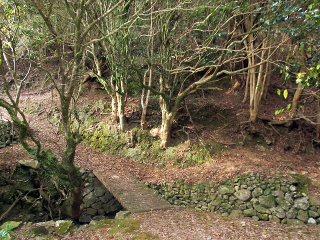 t20_230.jpg
