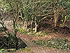 t20_230_thumb.jpg