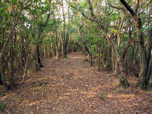 t21_072.jpg