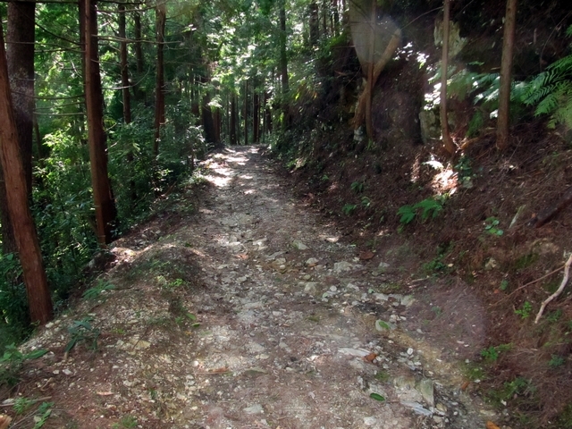 t09_213.jpg