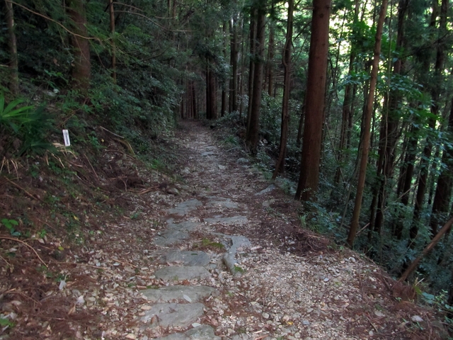 t09_236.jpg