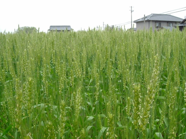 k10_68.jpg