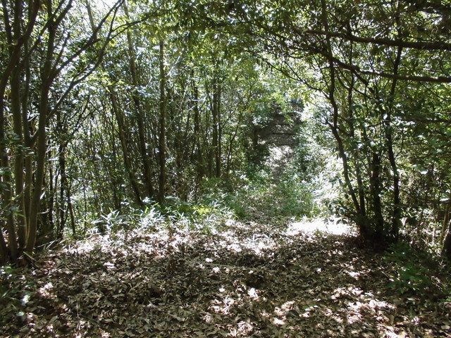 k11_50.jpg