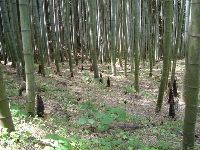 k17_42.jpg