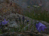 haku19_thumb.png