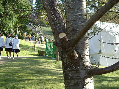 ikuju45.jpg