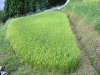 tana0904-06_thumb.png