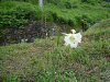 tana0904-10_thumb.png